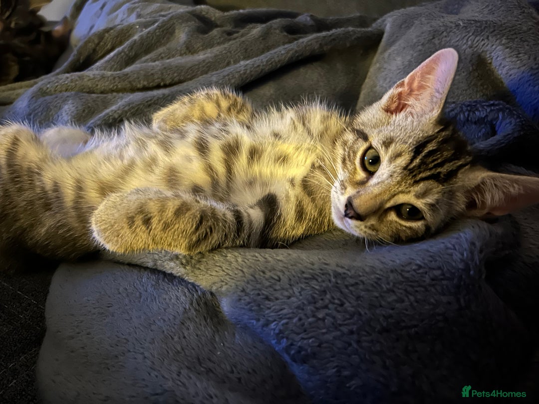 Bengal cats for sale: Bengal Kitten for Sale – Playful and Independent!  - Image 4