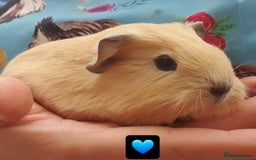 Guinea Pig rodents for sale: Beautiful guinea pigs  - Image 5