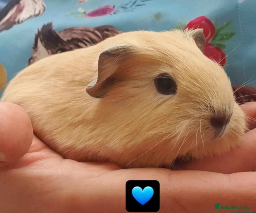Guinea Pig rodents for sale: Beautiful guinea pigs  - Image 5