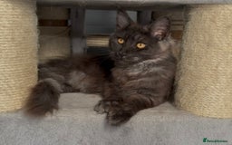 Maine Coon cats for sale: XL black smoke maine coon female Russia bloodlines - Image 12
