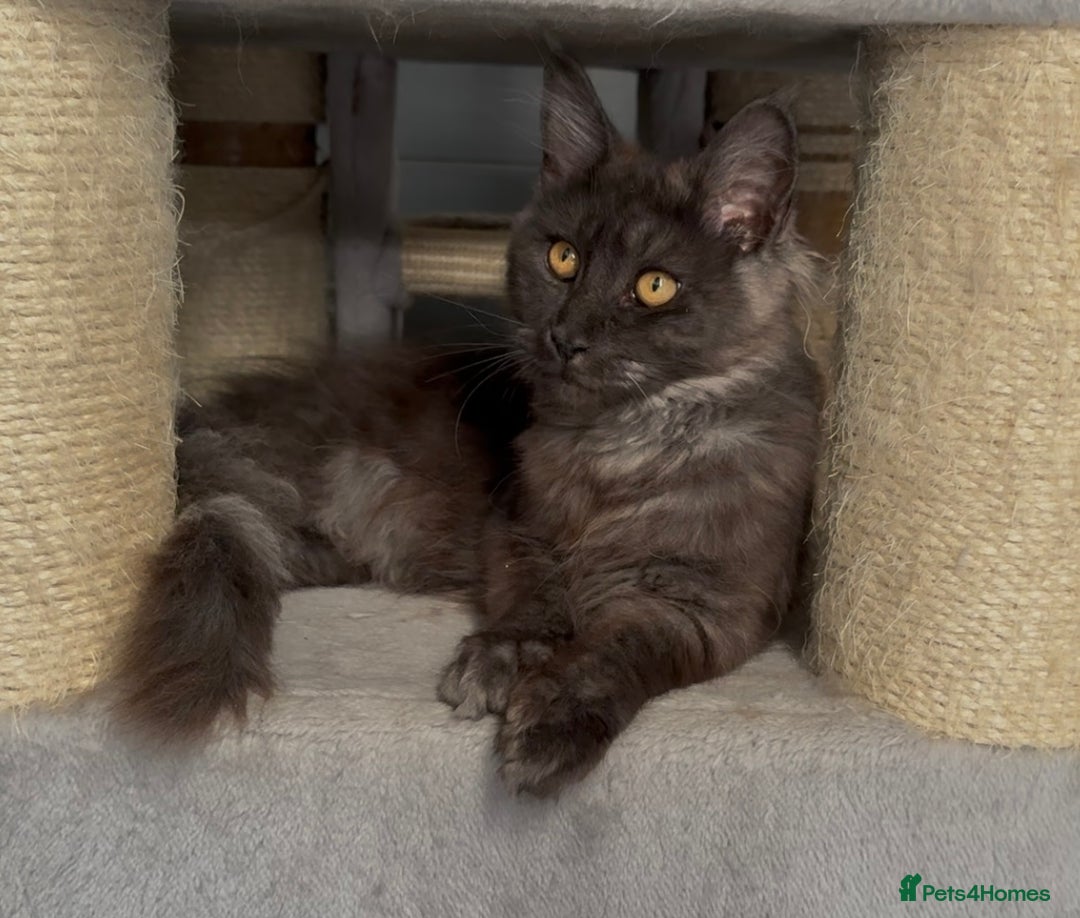 Maine Coon cats for sale: XL black smoke maine coon female Russia bloodlines - Image 12