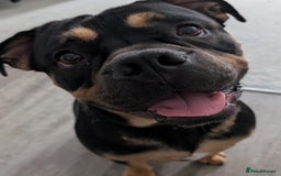 Mixed Breed dogs for sale: Lokii - Advert 1