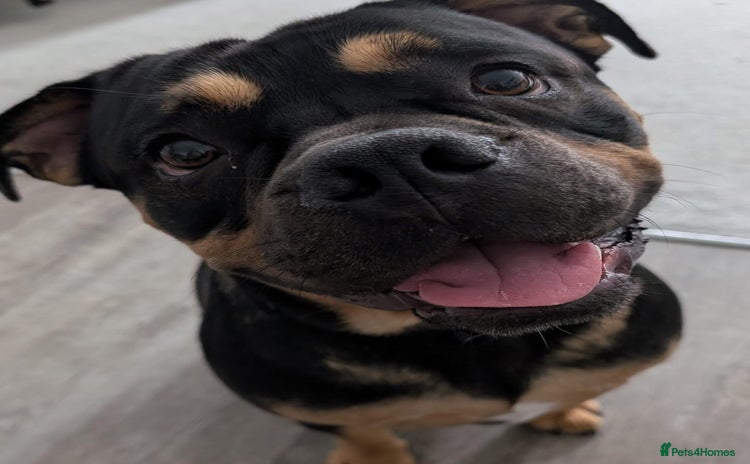 Mixed Breed dogs Lokii - Advert 1