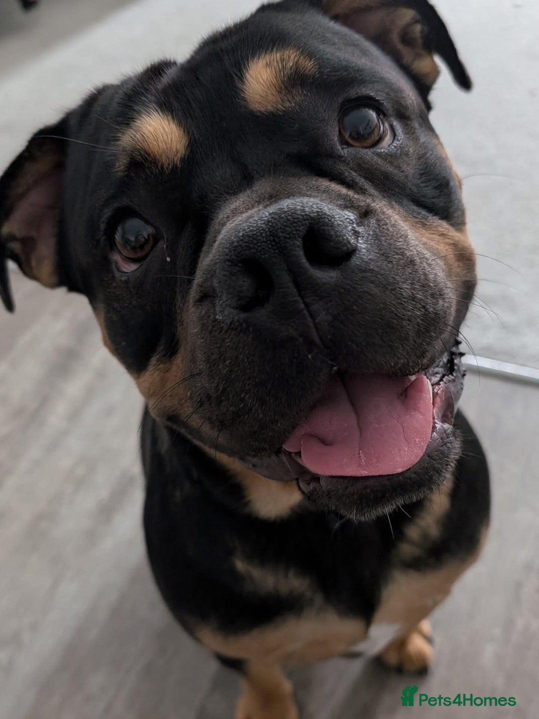 Mixed Breed dogs for sale: Lokii - Advert 1