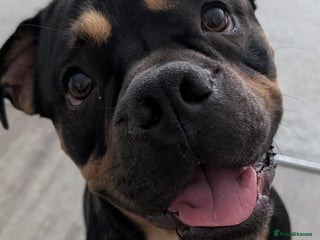 Mixed Breed dogs Lokii - Advert 1