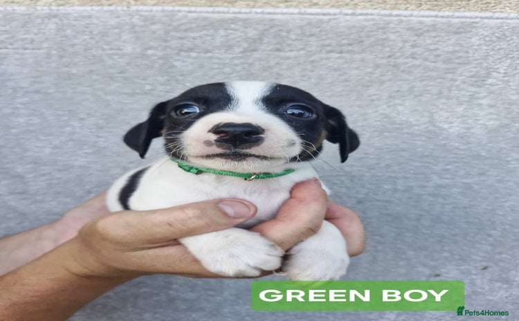 Jack Russell dogs - Advert 4
