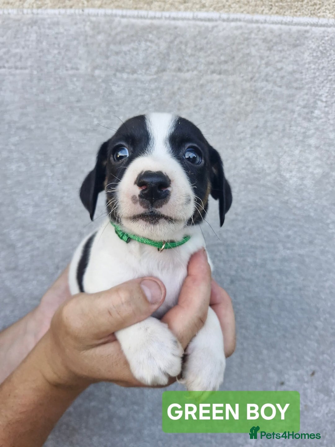 Jack Russell dogs for sale: Jack russell puppy's  - Image 1