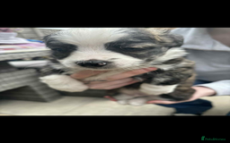 Mixed Breed dogs for sale: Chihuahua cross breed - Image 2