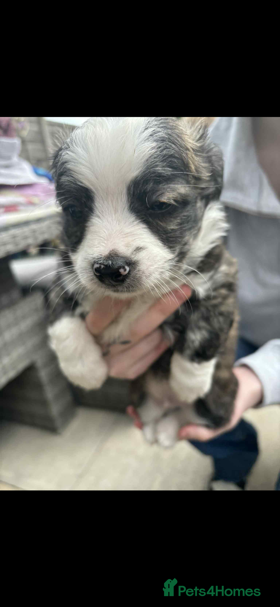 Mixed Breed dogs for sale: Chihuahua cross breed - Image 2