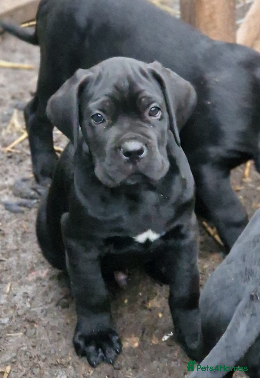 Cane Corso dogs for sale: Exceptional  - Image 2