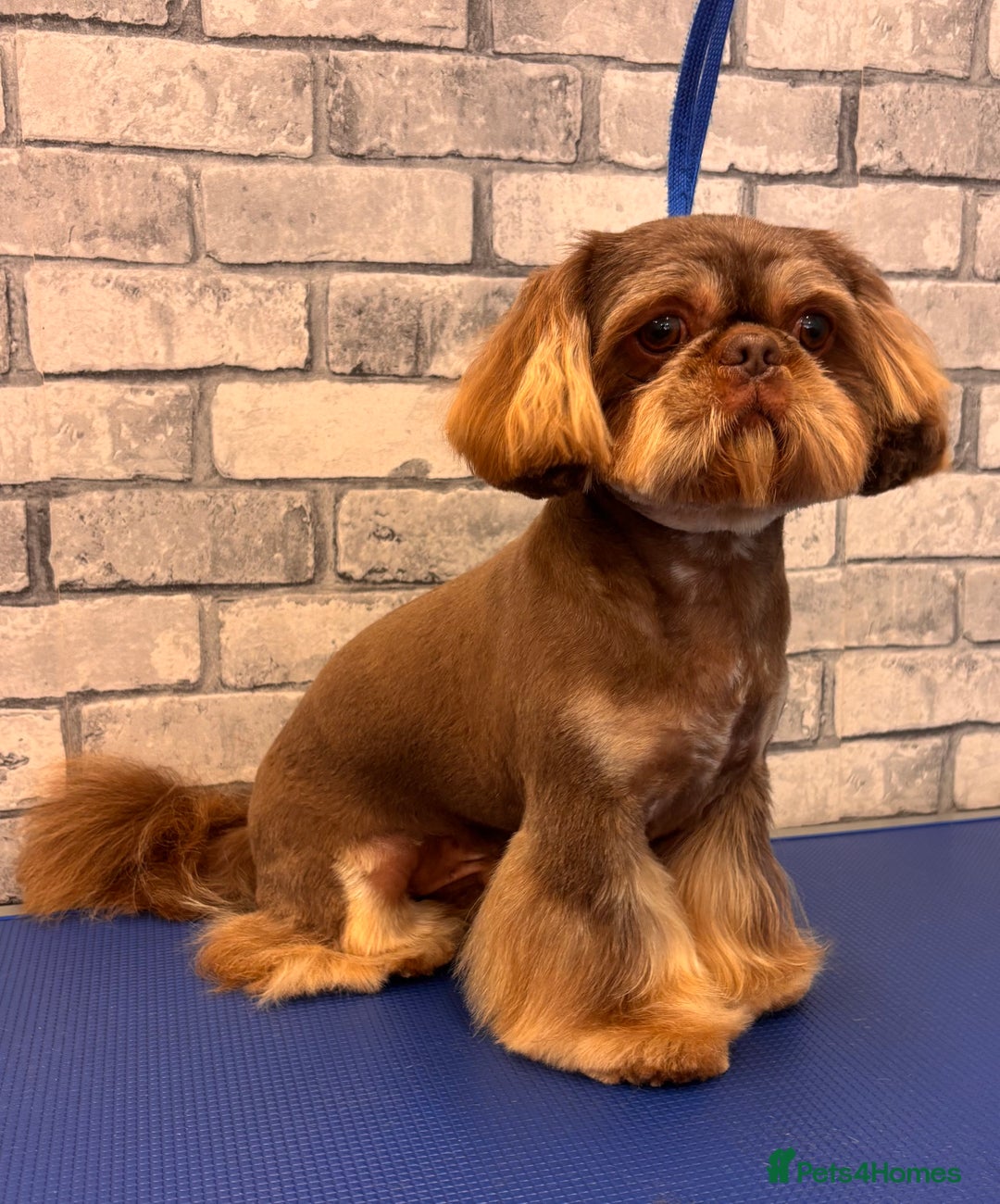Shih Tzu dogs for stud: For Stud - Image 3