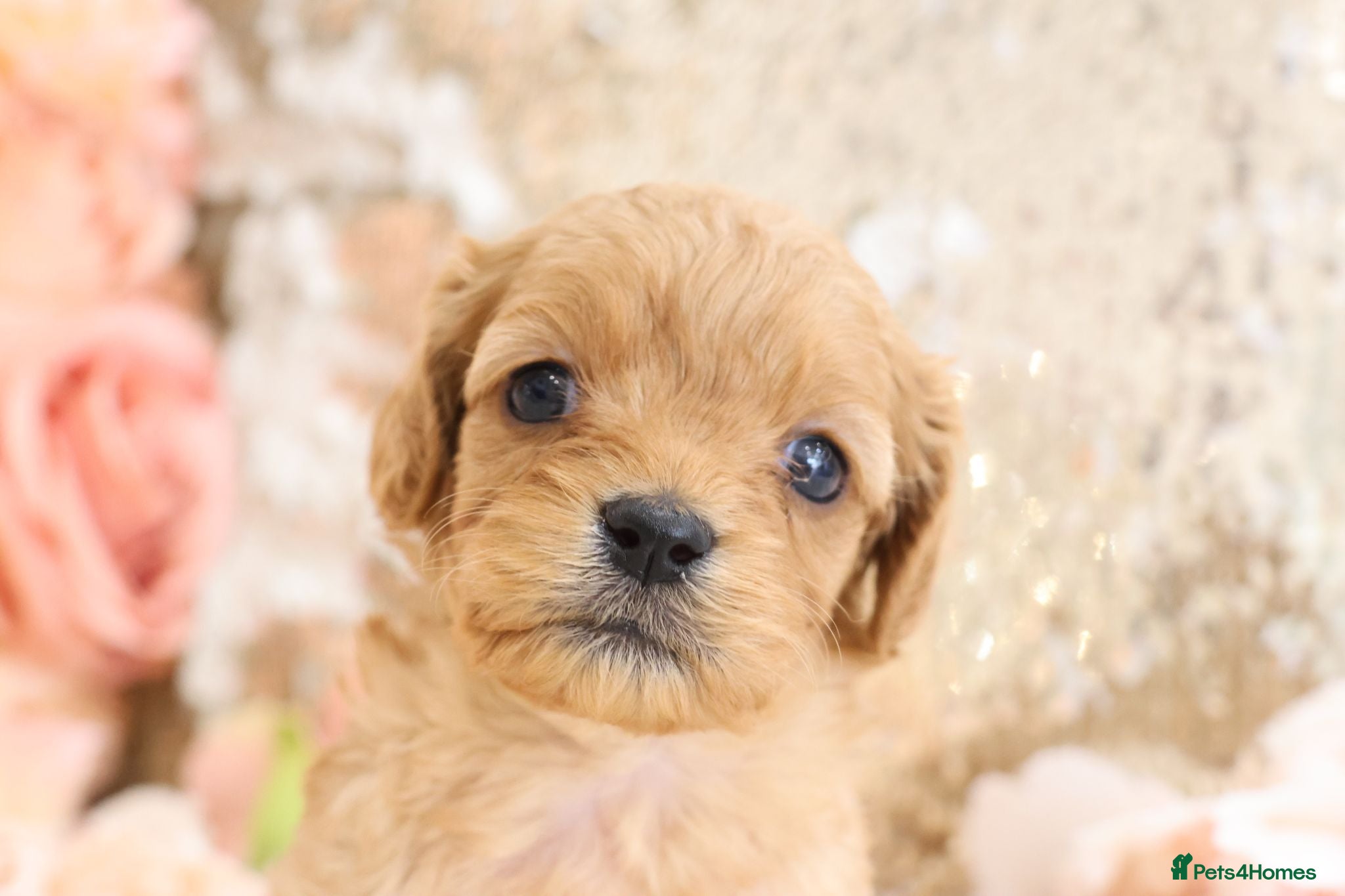 Cavapoo dogs *HEALTH TESTED*Cavapoo Puppies 5*LICENSED BREEDER* - Advert 2