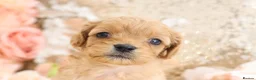 Cavapoo dogs for sale: *HEALTH TESTED*Cavapoo Puppies 5*LICENSED BREEDER* - Advert 2