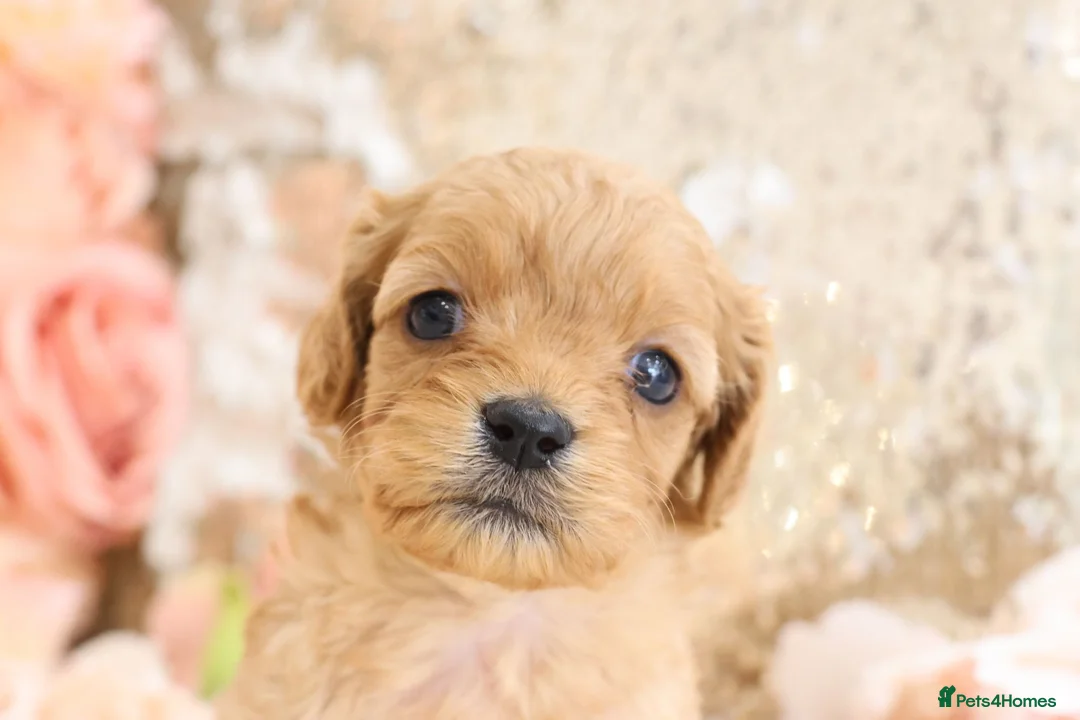 Cavapoo dogs for sale: *HEALTH TESTED*Cavapoo Puppies 5*LICENSED BREEDER* - Advert 2