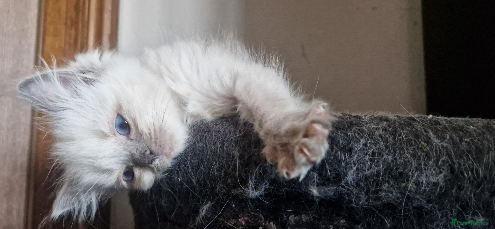 Ragdoll cats Last Ragdoll kitten ready now - Advert 20