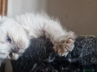 Ragdoll cats Last Ragdoll kitten ready now - Advert 20