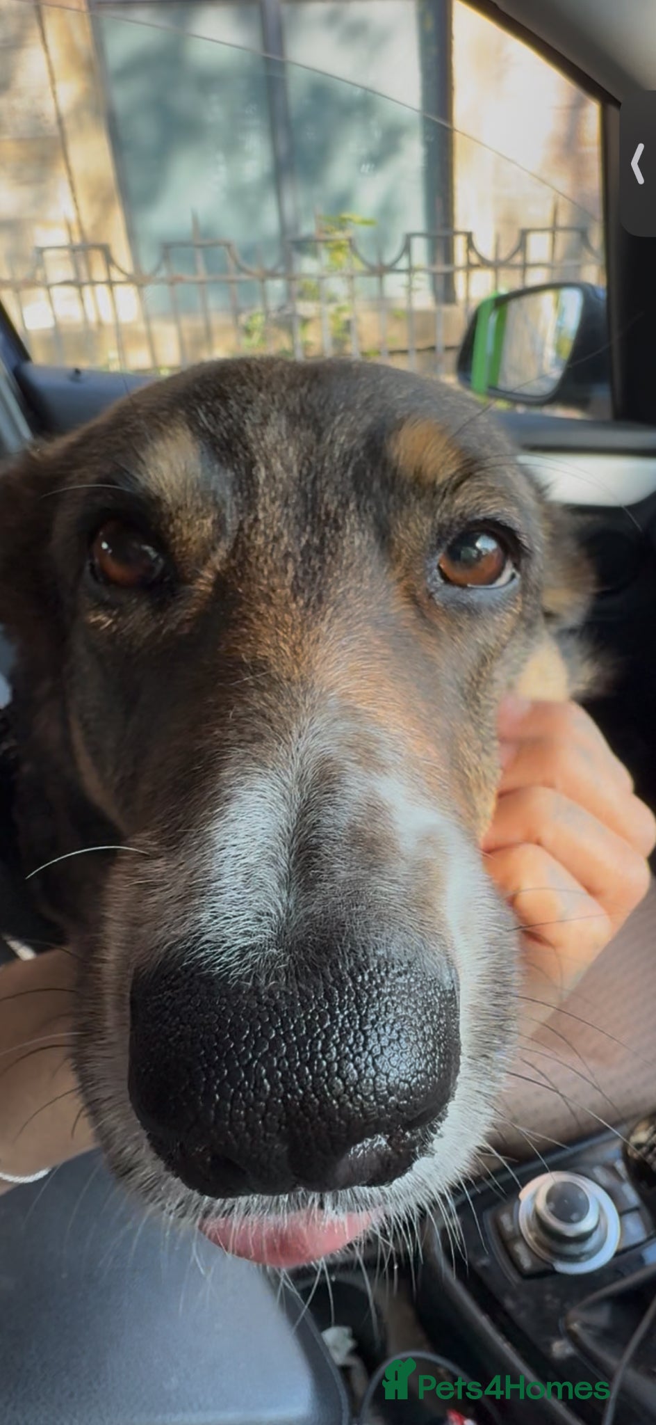 Mixed Breed dogs for sale: German shepherd Border collie cross - Advert 15