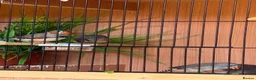Finches birds for sale:  Female Zebra finches  - Advert 3