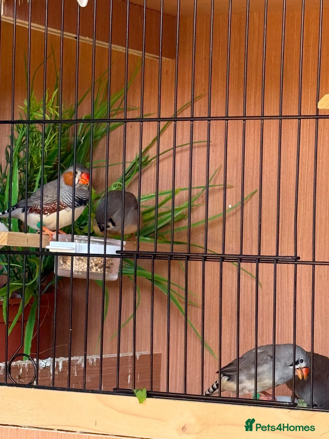 Finches birds for sale:  Female Zebra finches  - Advert 3