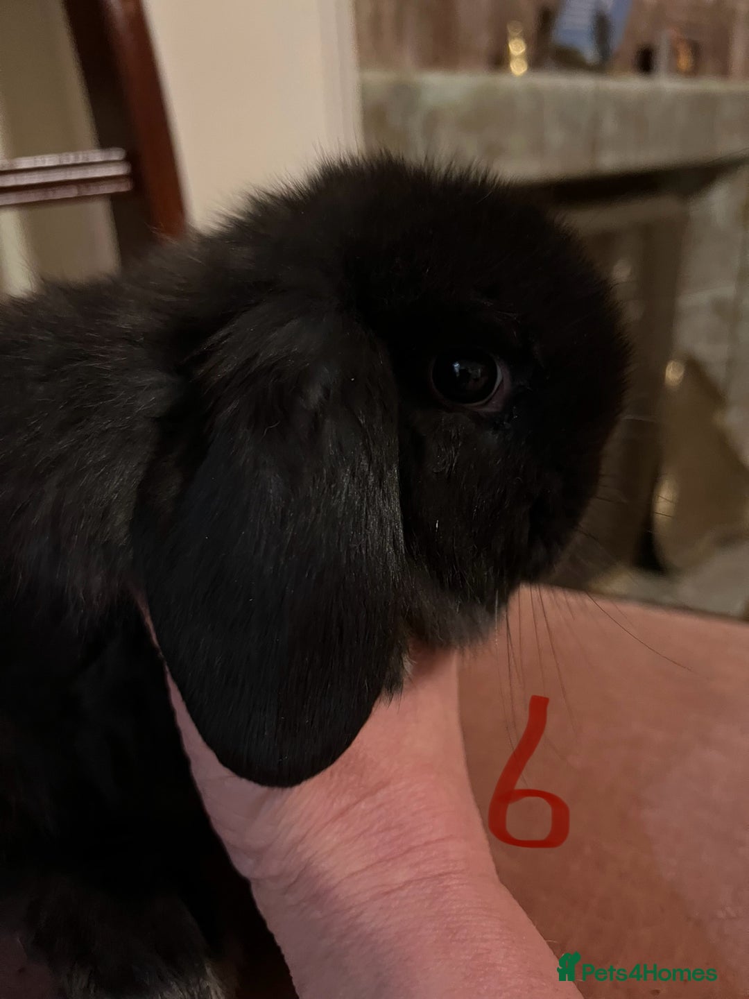 Mini Lop rabbits for sale: Fabulous Super Friendly Mini Lops - Advert 20