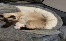 Ragdoll cats for sale: Ragdoll Kittens  - Image 4