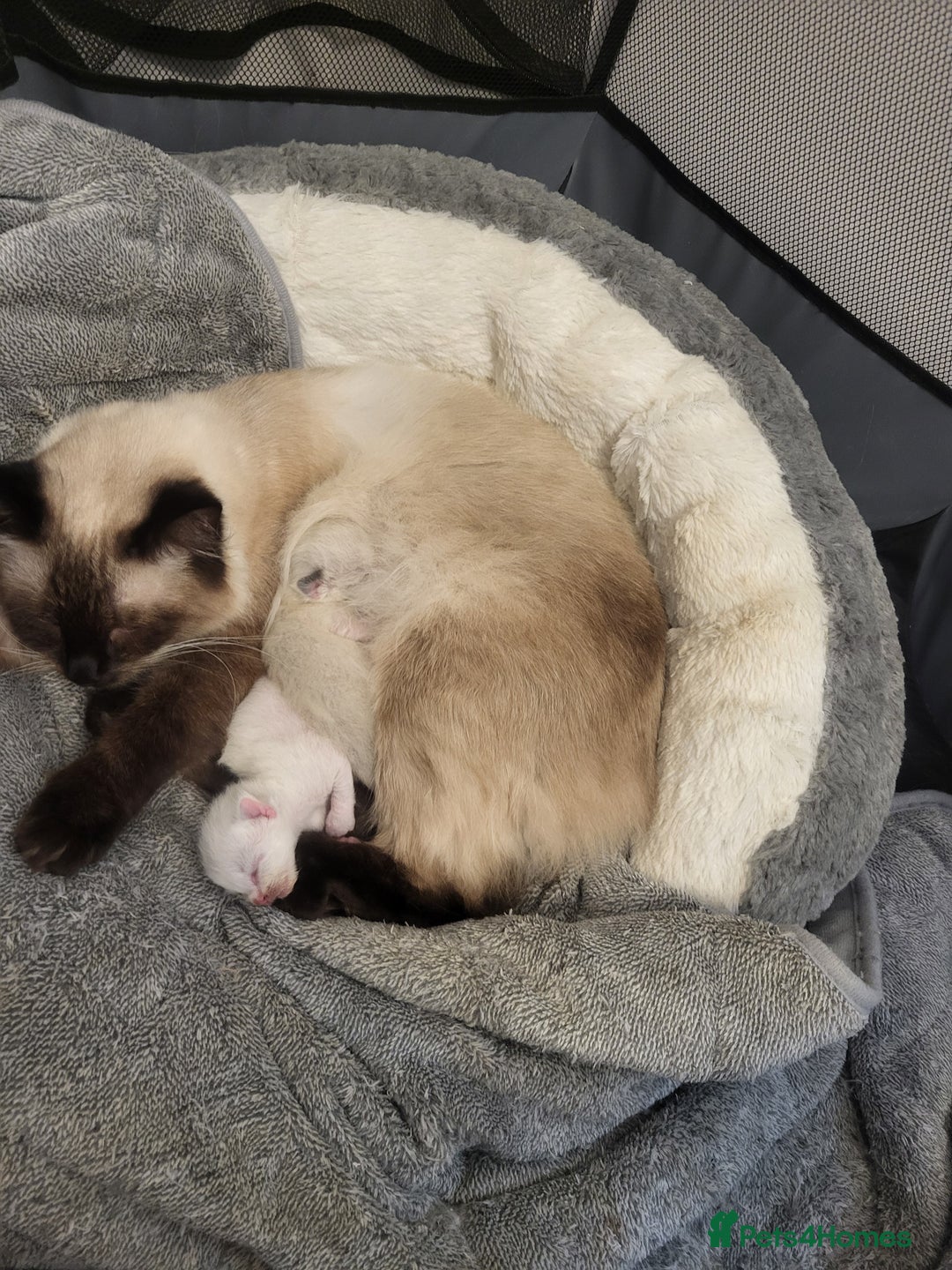 Ragdoll cats for sale: Ragdoll Kittens  - Image 4