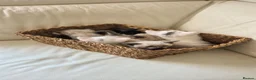 Mixed Breed cats for sale: Kittens for sale in Andover - Advert 6