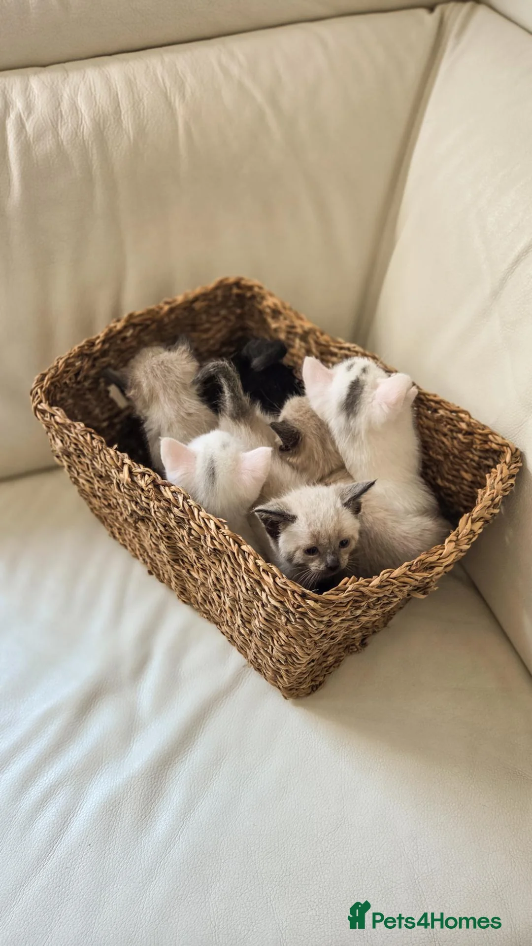 Mixed Breed cats for sale: Kittens for sale in Andover - Advert 6