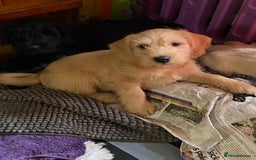 Mixed Breed dogs for sale: Schnoodle cockerpoo schnauzer  - Image 8