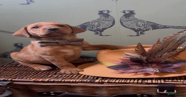Labrador Retriever dogs - Advert 16