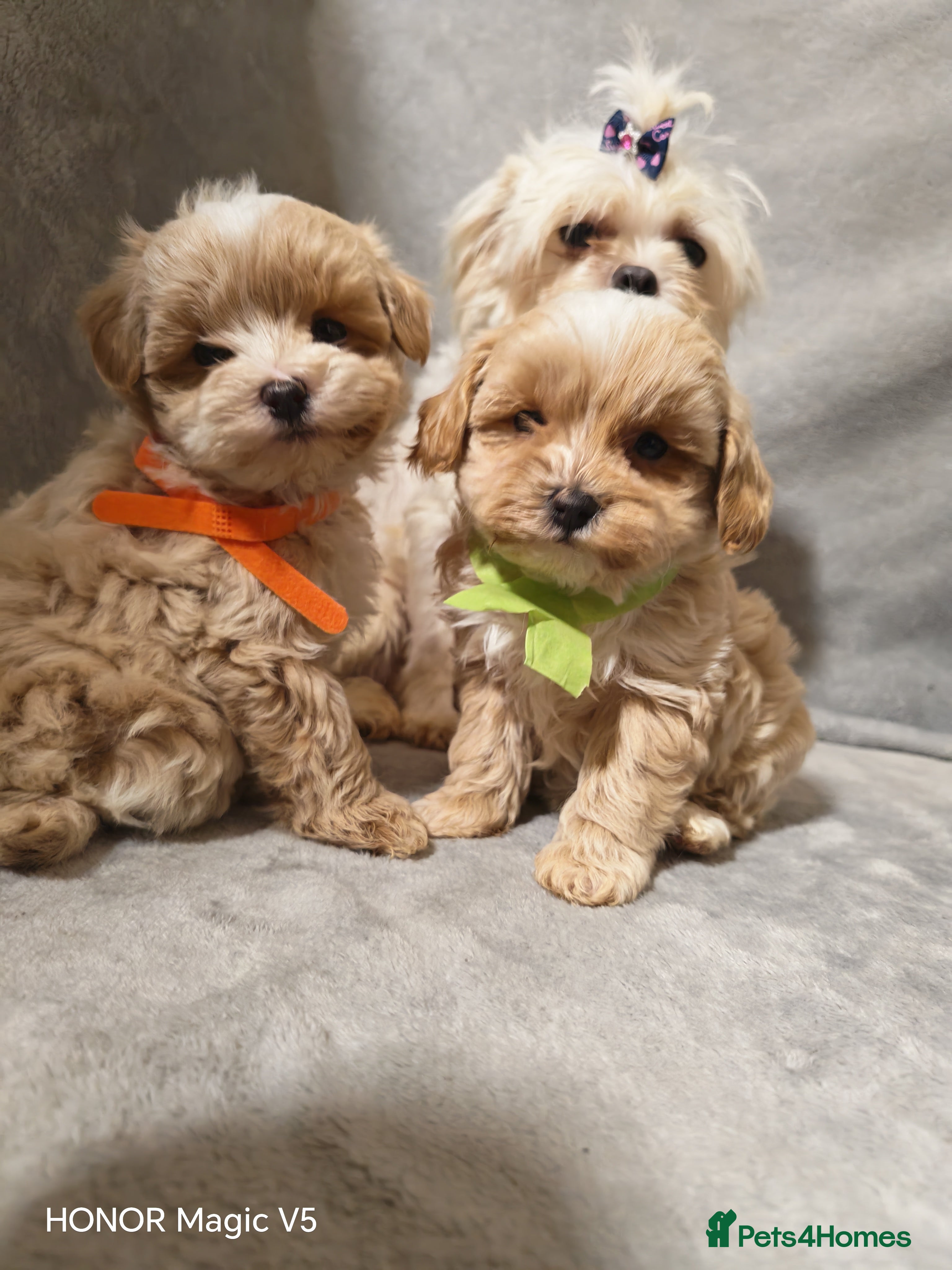 Maltipoo dogs Toy Maltipoo Puppies  - Advert 4