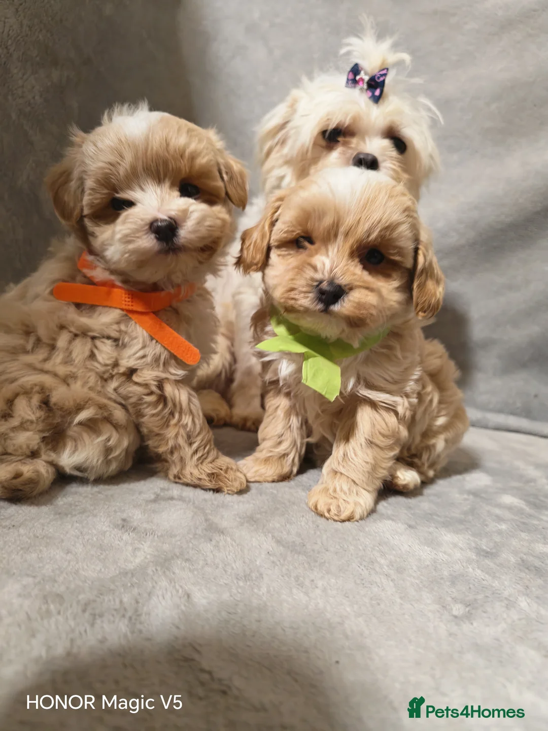 Maltipoo dogs for sale: Toy Maltipoo Puppies  - Advert 2