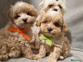 Maltipoo dogs Toy Maltipoo Puppies - Advert 9