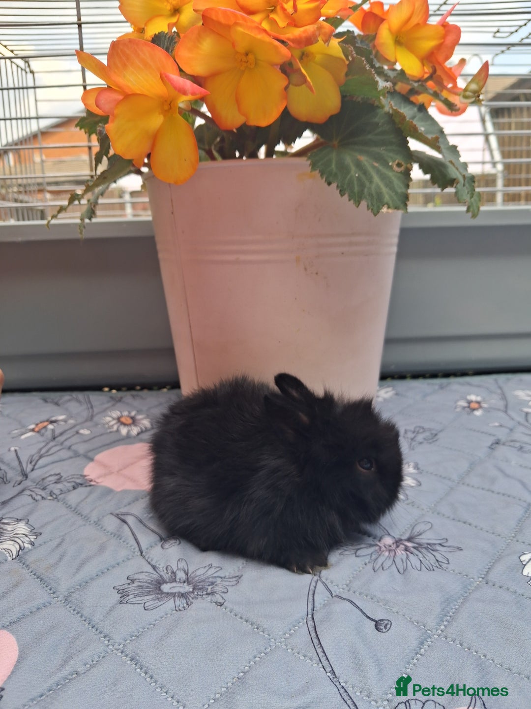 Mixed Breed rabbits for sale: Beautiful baby rabbits for sale - Image 3