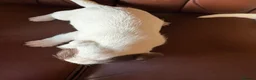 Jack Russell dogs for sale: Jack Russell puppies - Advert 15