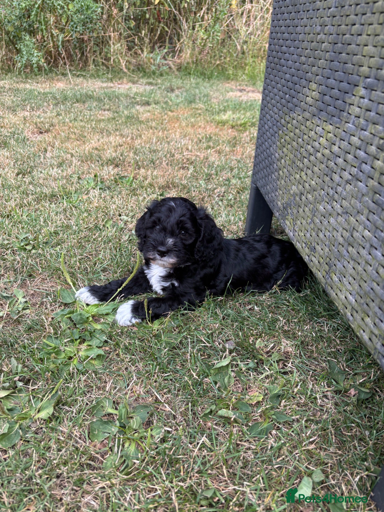 Cockapoo dogs 1 girl cockapoo left ready  - Advert 5