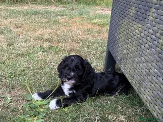 Cockapoo dogs 1 girl cockapoo left ready - Advert 5