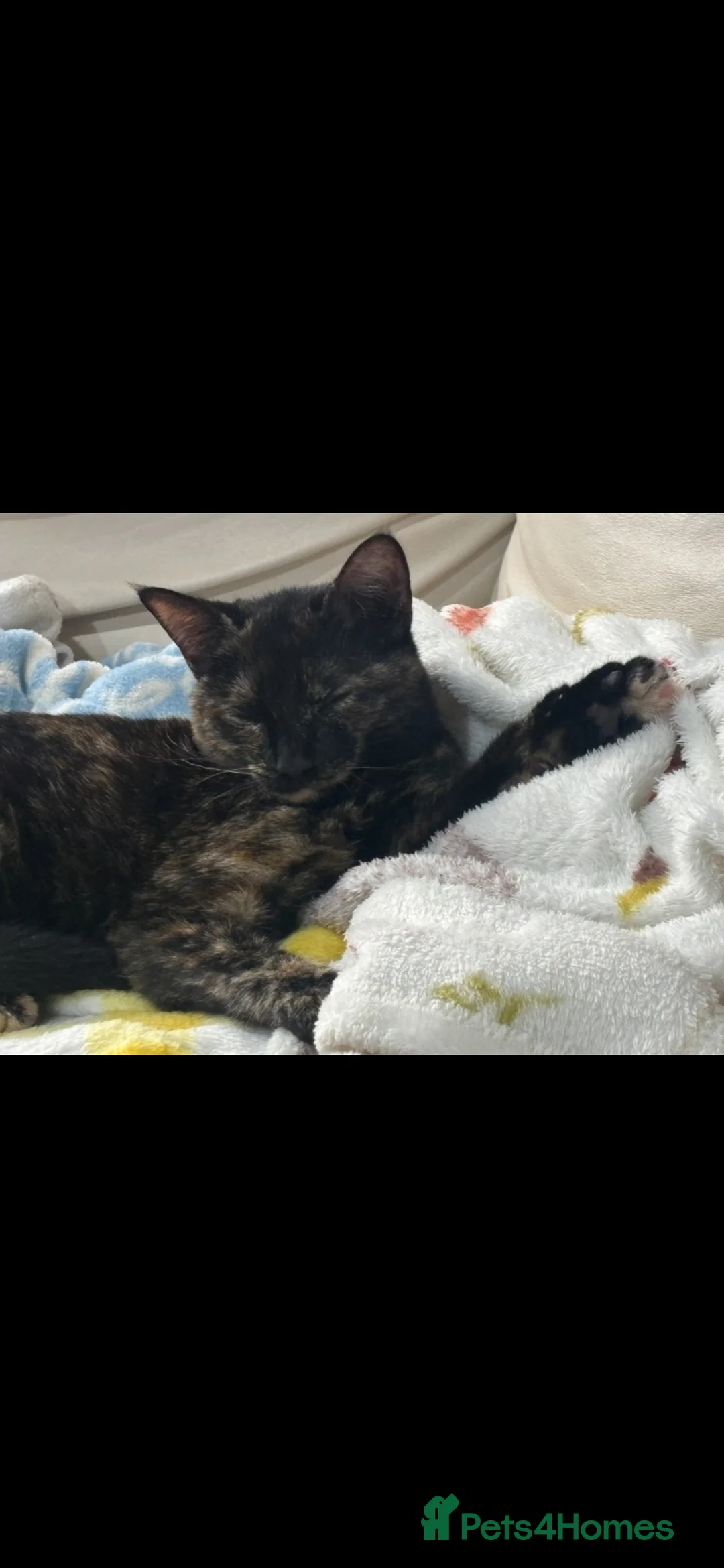 Mixed Breed cats for sale: Female tabby kitten, 4.5 months old in Weston-super-Mare - Advert 2