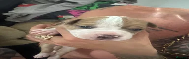 Mixed Breed 5