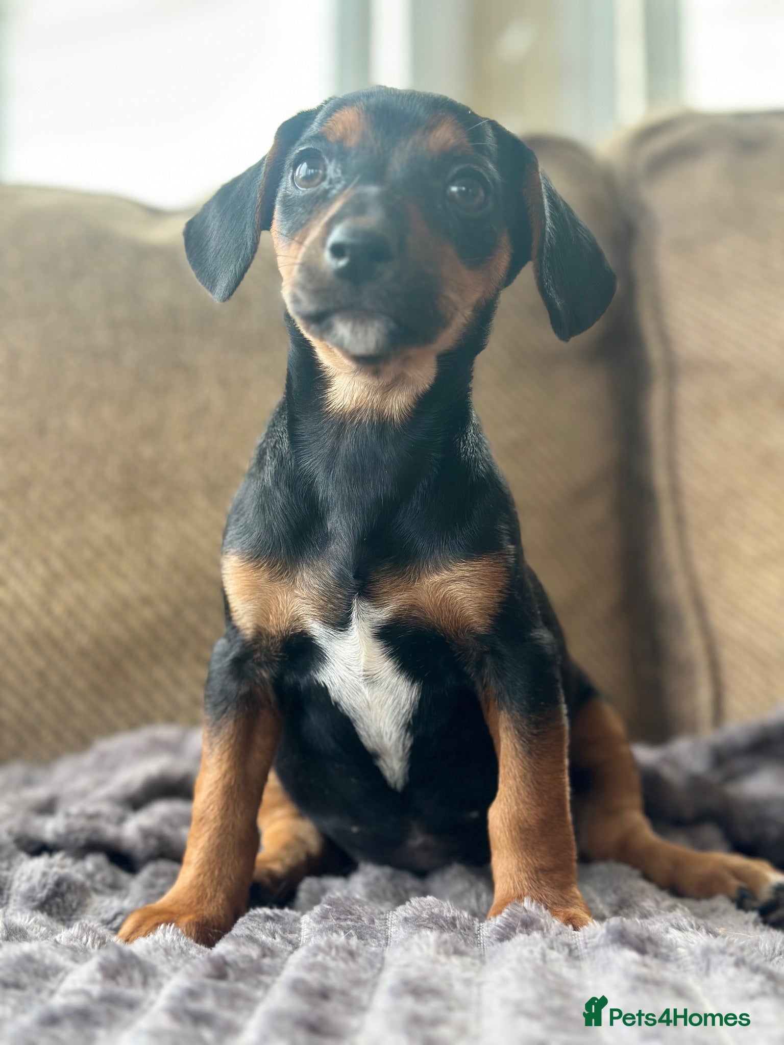 Patterjack dogs Readynow 3/4 jack Russel pups looking for new home - Advert 1
