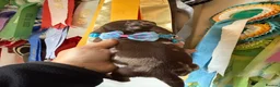 Miniature Dachshund dogs for sale: Miniature Dachshund Dapple Puppies 🐶 5🌟licensed  - Advert 30
