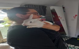 Mini Lop rabbits for sale: 9 Mixed Mini Lop Bunnies for sale - Image 2
