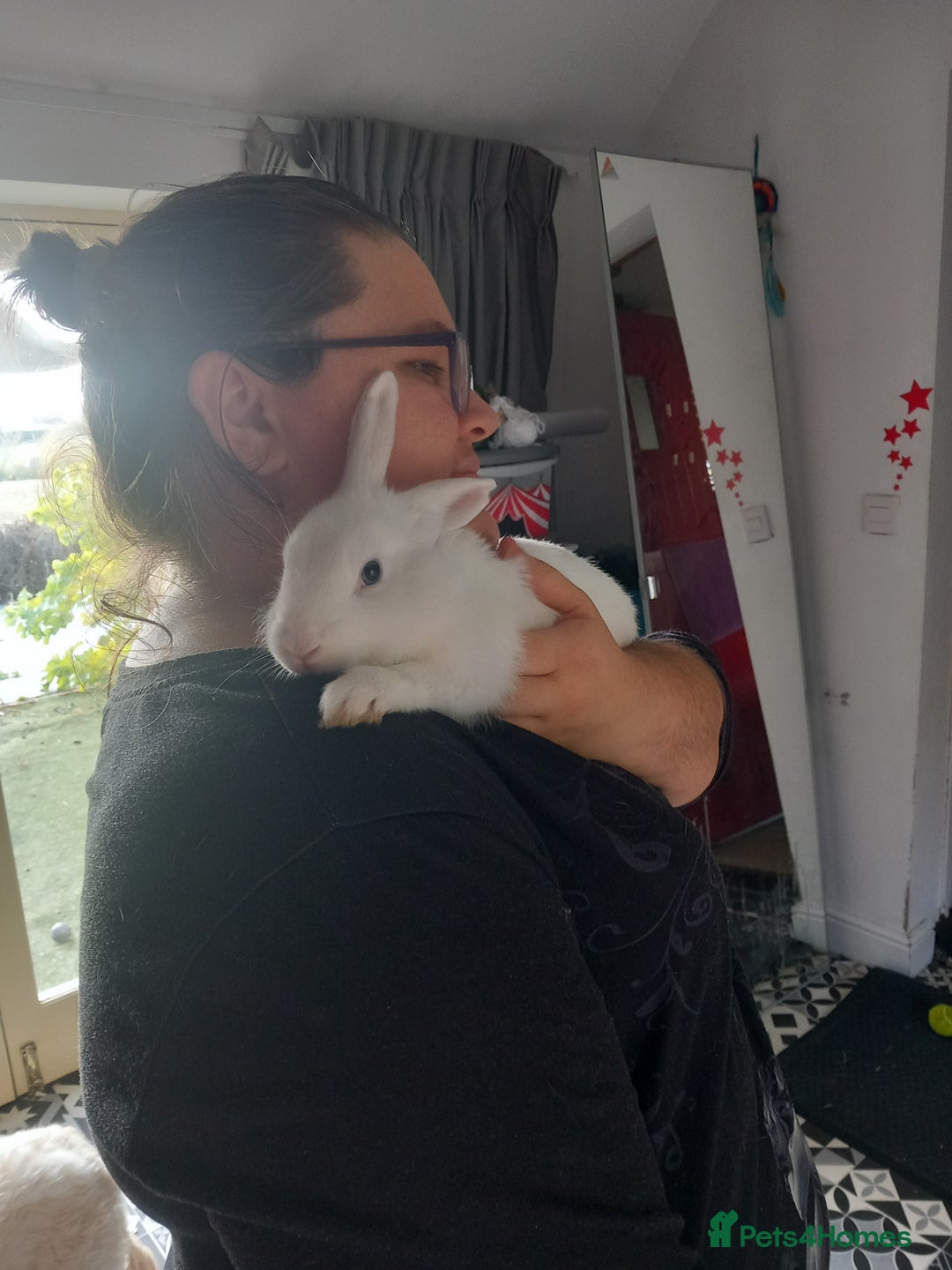 Mini Lop rabbits for sale: 9 Mixed Mini Lop Bunnies for sale - Image 2