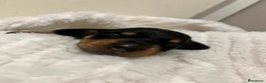 Miniature Dachshund 1