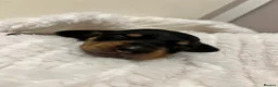 Miniature Dachshund dogs for sale: Miniature dachshund puppies for sale - Advert 2