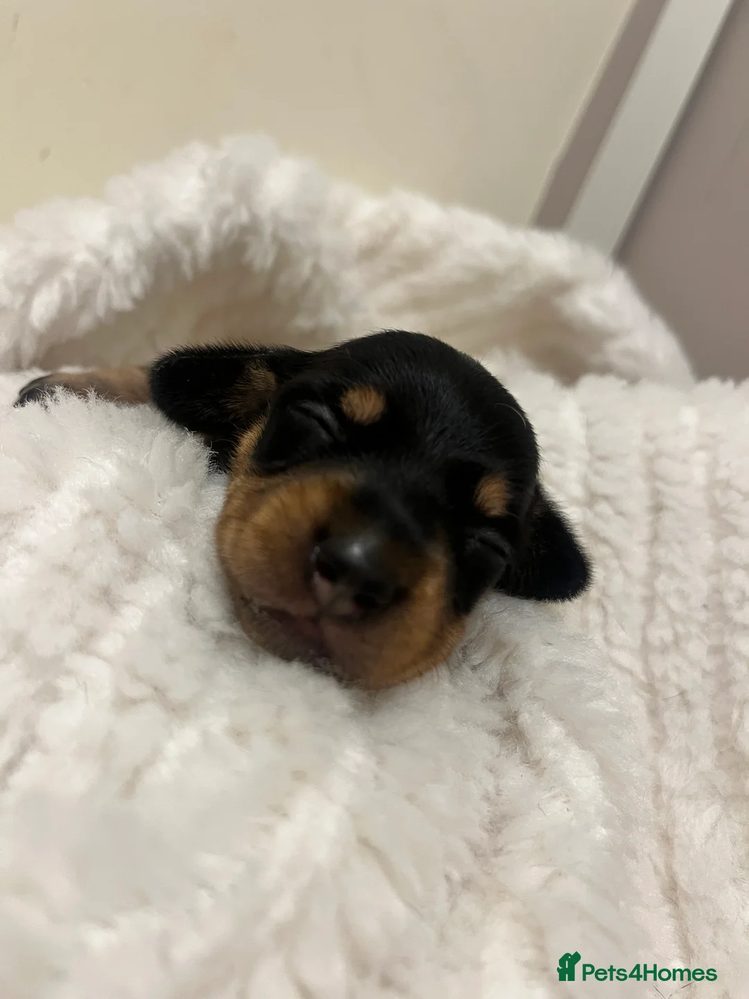 Miniature Dachshund dogs for sale: Miniature dachshund puppies for sale - Advert 2