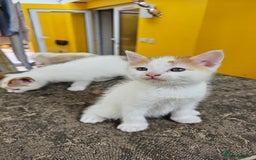 Mixed Breed cats for sale: Beautiful kittens for sale - Image 10