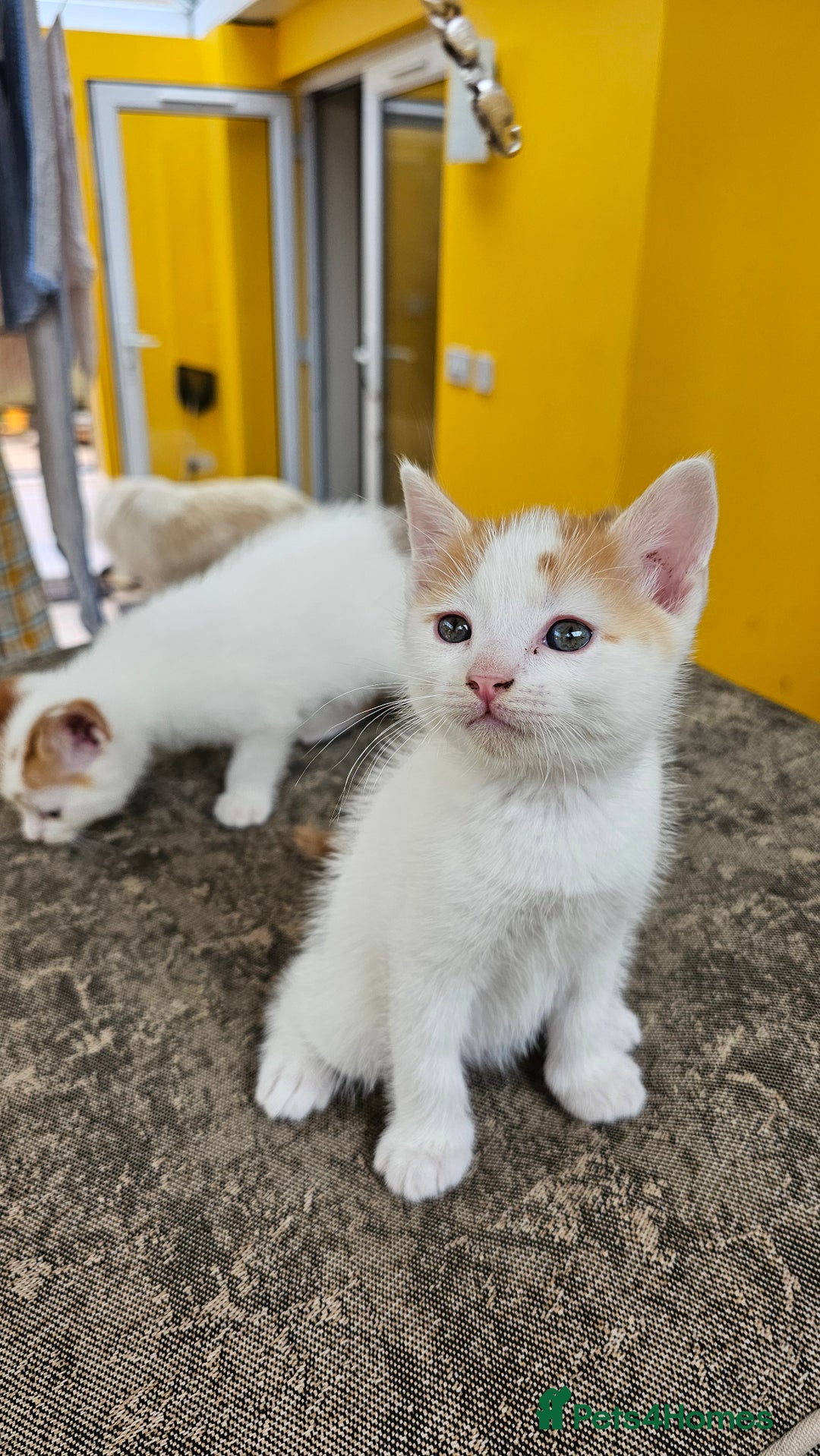 Mixed Breed cats for sale: Beautiful kittens for sale - Image 10