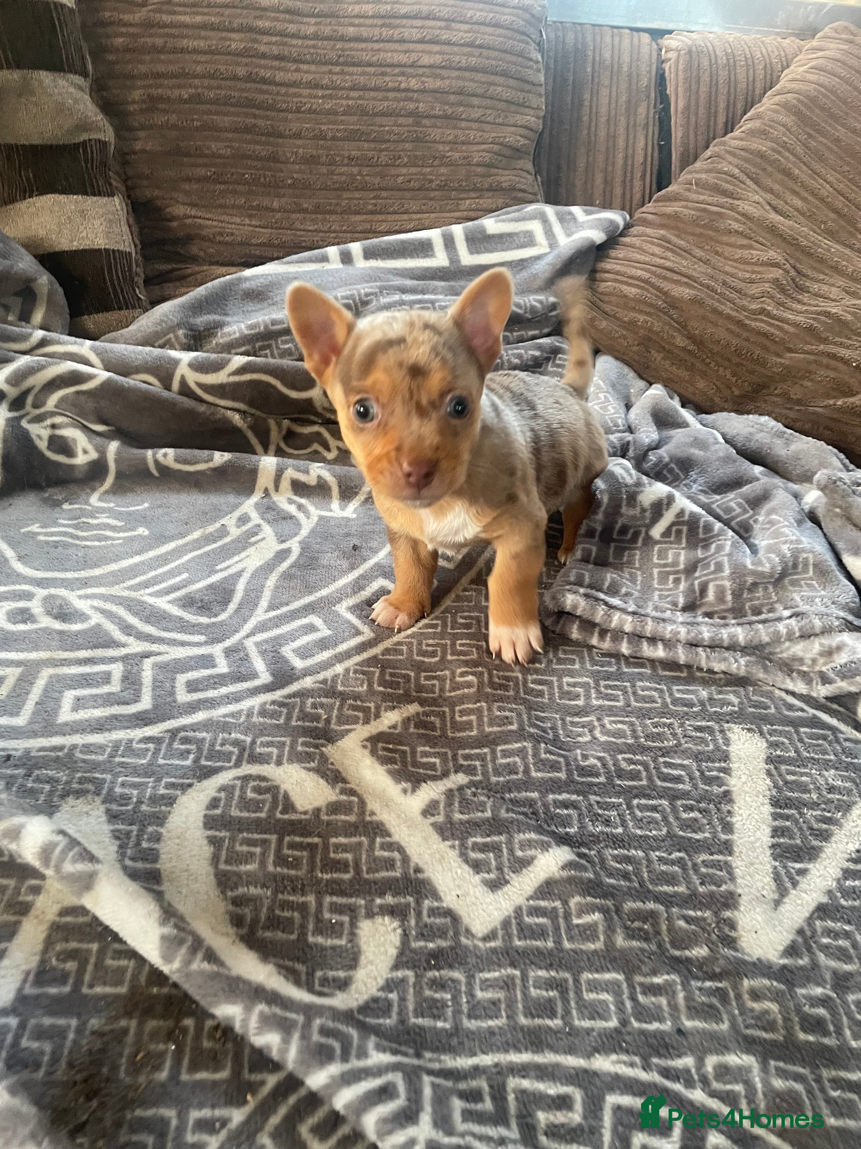 Mixed Breed dogs Jack Russell cross Chihuahua - Advert 16