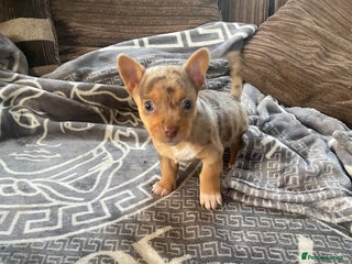 Mixed Breed dogs Jack Russell cross Chihuahua - Advert 3